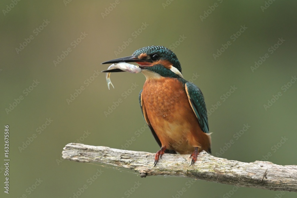 Common kingfisher Alcedo atthis bird songbird wildlife nature predator cock o the north, beautiful animal mountain finch, animal, bird watching ornithology, flower bud fauna wildlife Europe Common kingfisher Alcedo atthis bird songbird wildlife nature predator cock o the north, beautiful animal mountain finch, animal, bird watching ornithology, flower bud fauna wildlife Europe