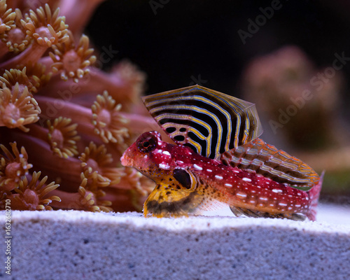Flame Scooter Blenny Synchiropus sycorax 
