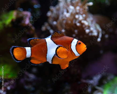 ocellaris clownfish (Amphiprion ocellaris) close up