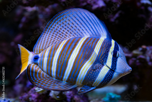 Pacific Sailfin Tang, Zebrasoma veliferum