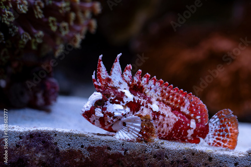 Pygmy Scorpion Waspfish, Paracentropogon sp 