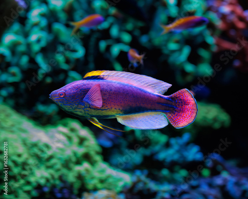 purple lined wrasse (Cirrhilabrus lineatus)
