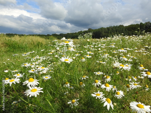 Fototapeta Naklejka Na Ścianę i Meble -  meadow with daisies and cloudy sky
