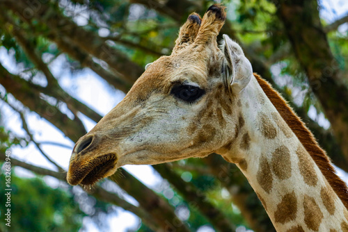 A portrait of a giraffe taken in a zoo