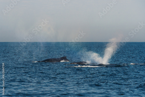 Baleias macho no mar