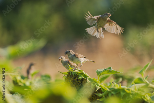 Sparrows eat sunflower in the field