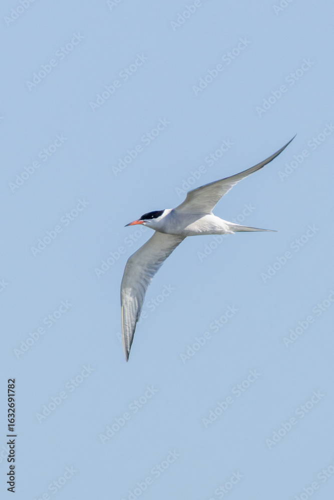 Obraz premium Common Tern (Sterna hirundo) in flight over Bull Island, Dublin – often found along coastal regions