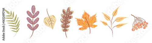 Autumn leaves drawn with chalk or pastel pencils. Children's autumn doodles. Hand-drawn vector illustration. Isolated.