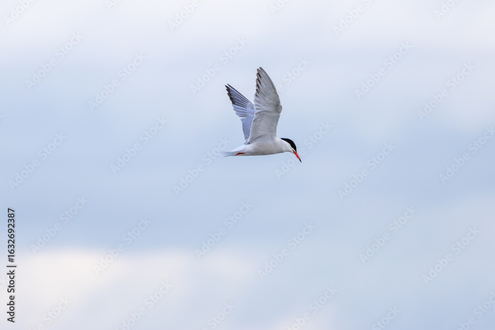 Obraz premium Common Tern (Sterna hirundo) in flight over Bull Island, Dublin – often found along coastal regions