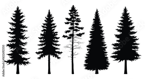 A collection of five distinct evergreen coniferous trees rendered in a classic black silhouette style on a white background. vector design. Silhouette vector design illustration
