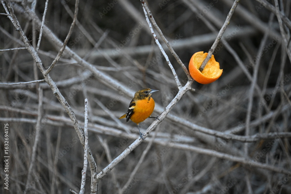 Naklejka premium Baltimore Oriole Wild Bird Orange Fruit