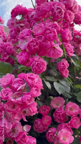 Tilt up shot from vibrant pink miniature roses to morning sky