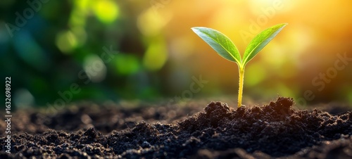 New Seedling Growing in Dark Soil Under Bright Sunlight Background