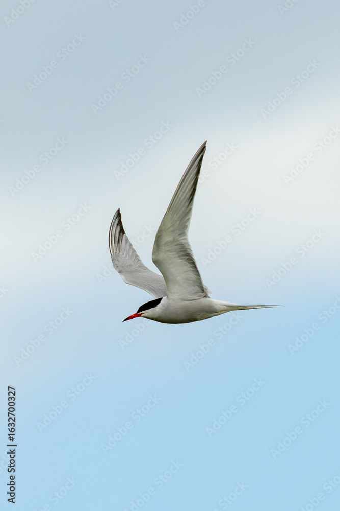 Fototapeta premium Common Tern (Sterna hirundo) in flight over Bull Island, Dublin – often found along coastal regions