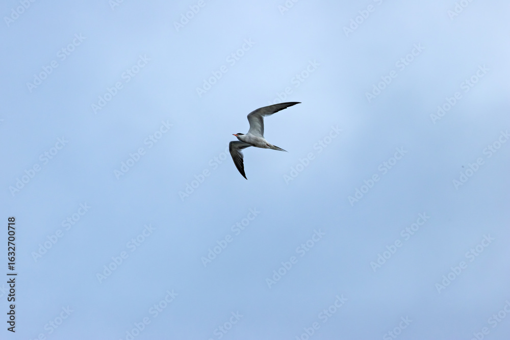 Obraz premium Common Tern (Sterna hirundo) in flight over Bull Island, Dublin – often found along coastal regions