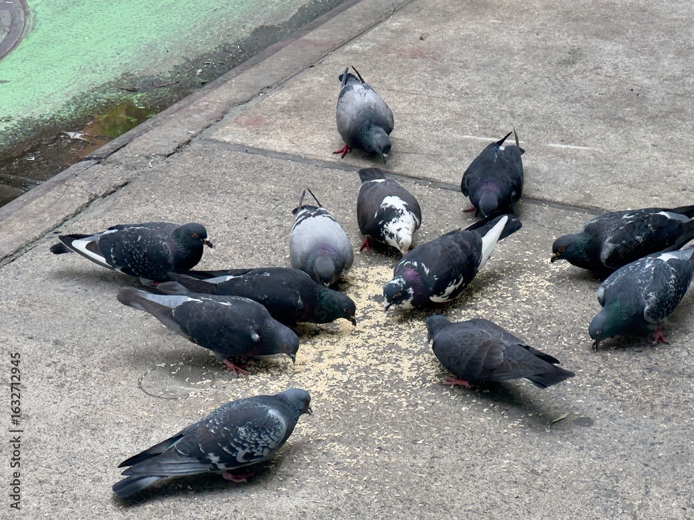 Fototapeta premium Pigeons Eating Seeds on a New York City Sidewalk