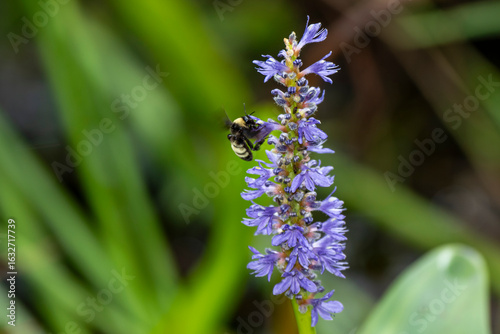 American Bumble Bee feeding on Pickerel Weed in Florida