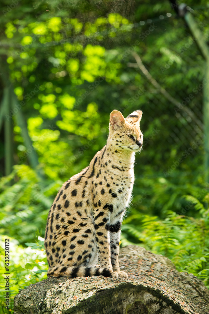 Obraz premium Serval Leptailurus serval African wild cat