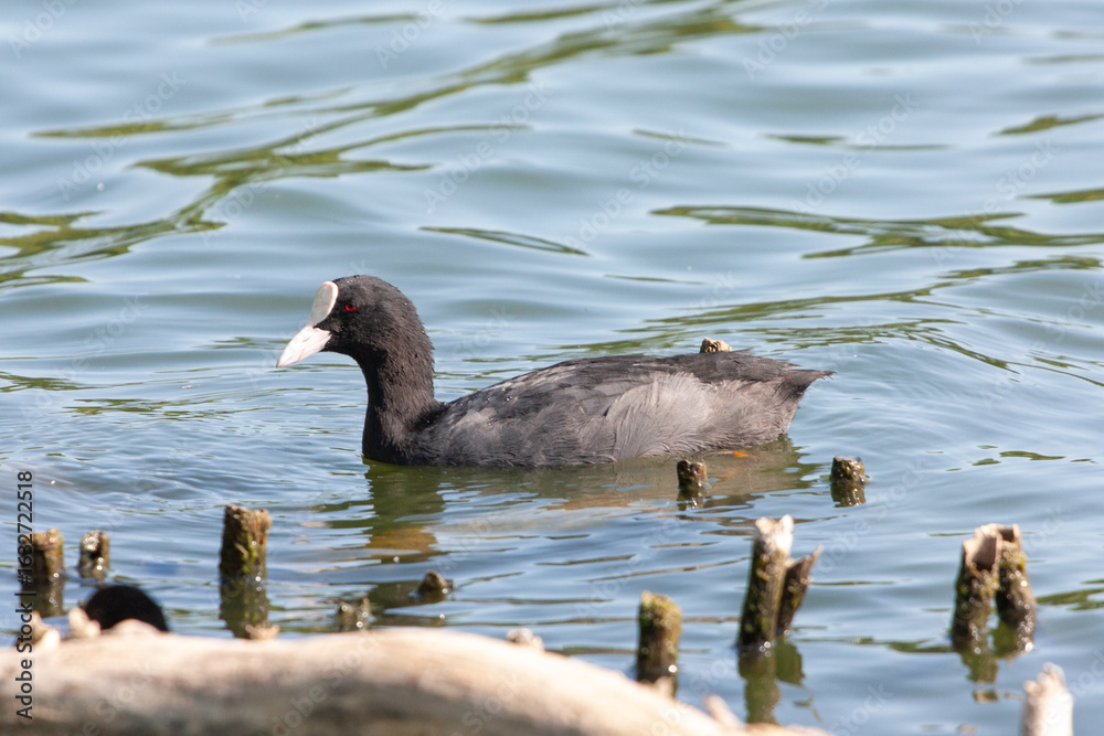 Fototapeta premium Coot, or bald patch (Latin Fulica atra)