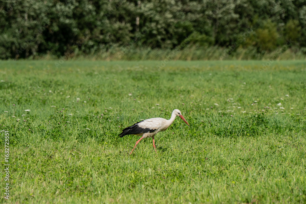 Fototapeta premium White stork walking through green meadow in countryside during summer day with natural background of grassland and forest trees in rural European landscape