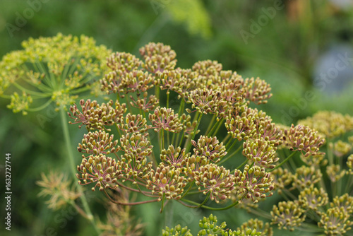 Fresh dill growing on the vegetable bed. Dill plant with dill seeds, close-up. Spicy dill grass. Dill herb for preservation. Anethum graveolens