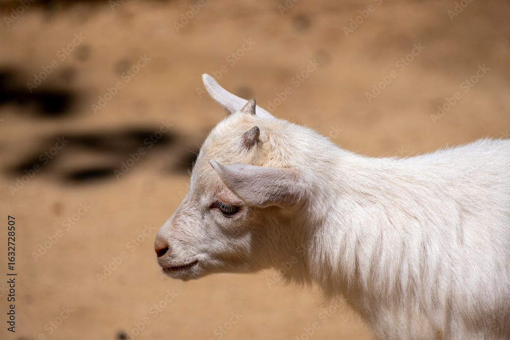 Fototapeta premium Young goat kid in farmyard. Cute and curious. Adorable baby goat. Fluffy baby goat portrait in natural light. Springtime farm scene.