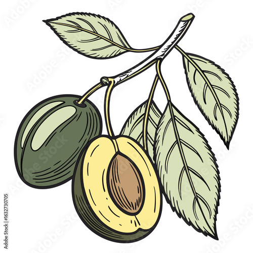 june plum vector