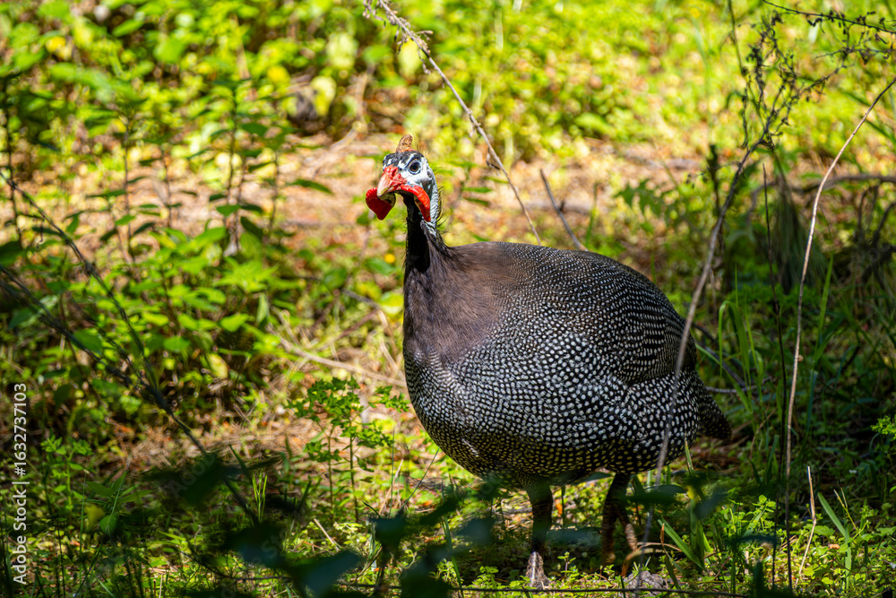 Fototapeta premium Guineafowl standing in natural habitat. Close-Up view. Helmeted guineafowl on grass. Exotic ground bird. Spotted guineafowl bird. Unique plumage and pattern