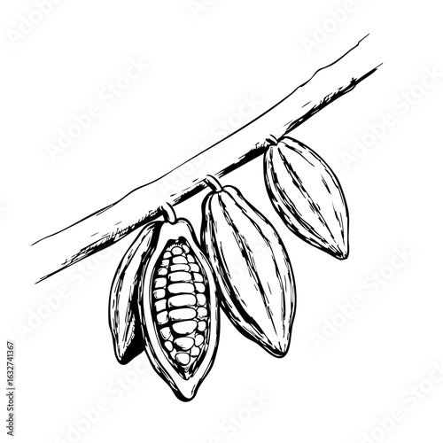 Cacao beans on branch, hand-drawn style on white background. Cacao beans, also called cocoa beans, with visible seeds. Cacao beans illustration ideal for culinary content.