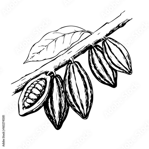 Cacao pod illustration of tree branch with ripe cacao pods. Cacao pod drawing reveals plant's rich harvest potential on branch, suitable for recipes, and culinary projects.