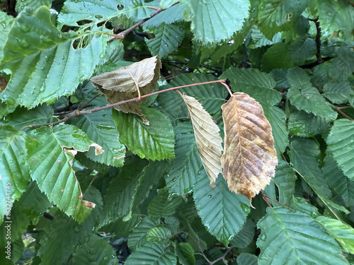 Obraz na plátně wilting leaves rose petals hazelnut raindrops on leaves autumn foliage hedge rai