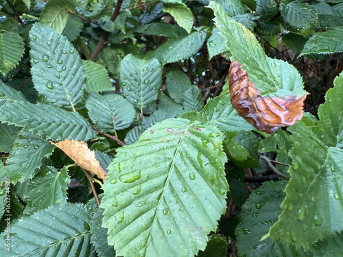 wilting leaves rose petals hazelnut raindrops on leaves autumn foliage hedge rain damp leaves damp wet welkende Blätter Rosenblätter Haselnuss Regentropfen auf Blätter Herbst Laub Hecke Regen Dürre