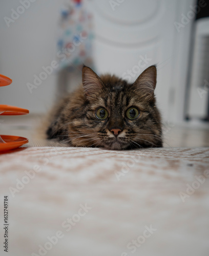 Cute domestic cat lying on the floor with a curious expression. A fluffy domestic cat with big green eyes lying flat on the floor, looking bored or curious inside a home environment.