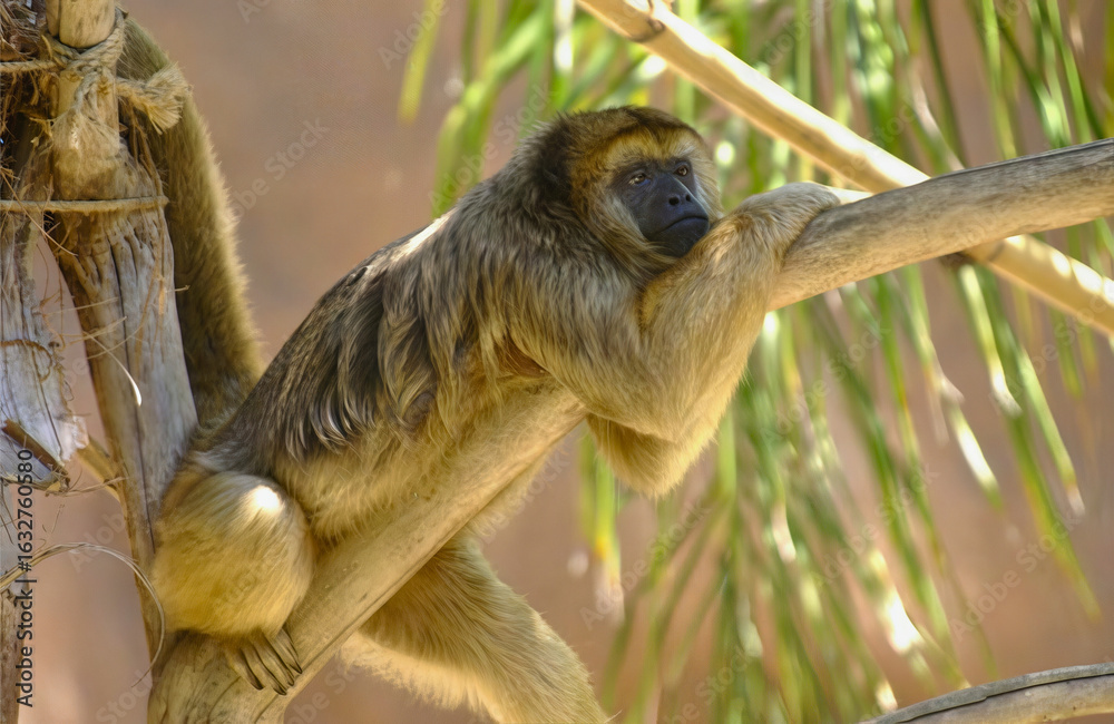 Obraz premium Juvenile Monkey Climbs Tree Branch