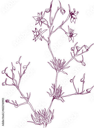 aromatic plant, aromatic, grass , weed , spice herb in vector, line art plant forking larkspur