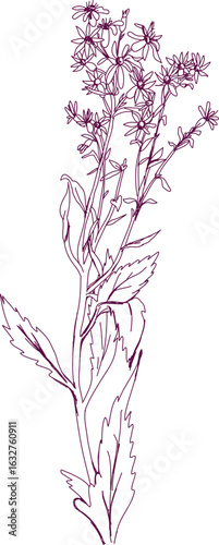 aromatic plant, aromatic, grass , weed , spice herb in vector, line art plant golden rod