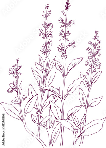 aromatic plant, aromatic, grass , weed , spice herb in vector, line art plant garden sage