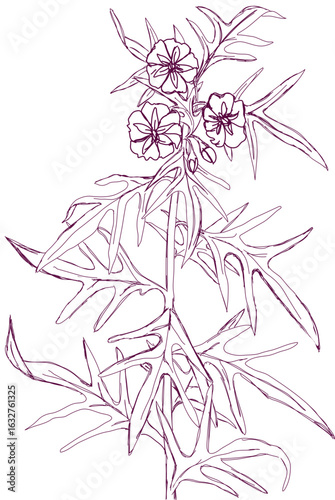 aromatic plant, aromatic, grass , weed , spice herb in vector, line art plant indian datura