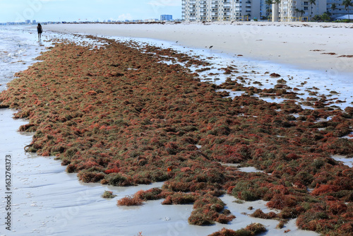 Huge masses of sargassum washes ashore on Fort Myers Beach, Florida, USA.