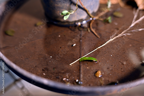 plastic bowl abandoned in a vase with stagnant water inside. close up view. mosquitoes in potential breeding ground.