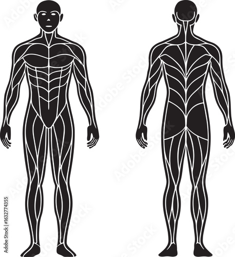 Anatomy of the Human Body Muscular System