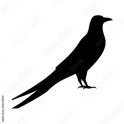 Silhouette of a fork tailed drongo standing on white background, full body