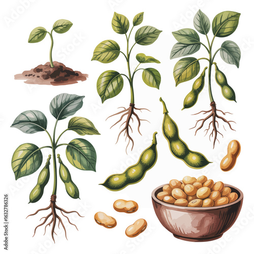 Watercolor illustrations of soybean plants at different growth stages and harvested beans