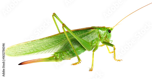 Orthoptera-Tettigoniidae, bush cricket, 