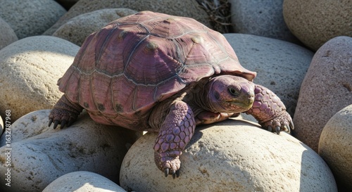 Pink Tortoise on Rocks