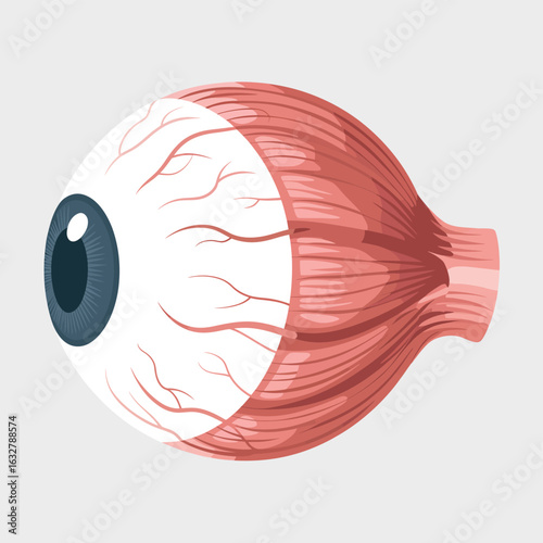 Detailed anatomical illustration of the human eye and its muscles