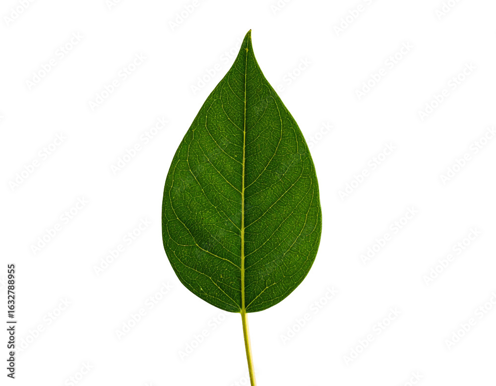 Obraz premium One leaf on white Blackground