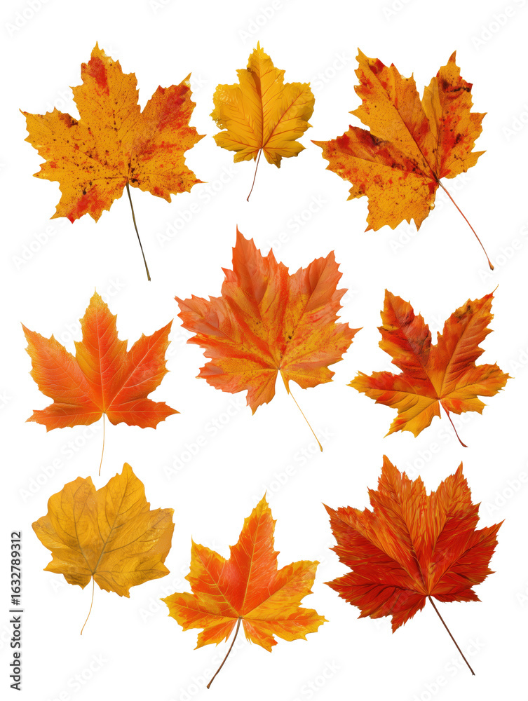 Obraz premium Maple leaf collection transparent background