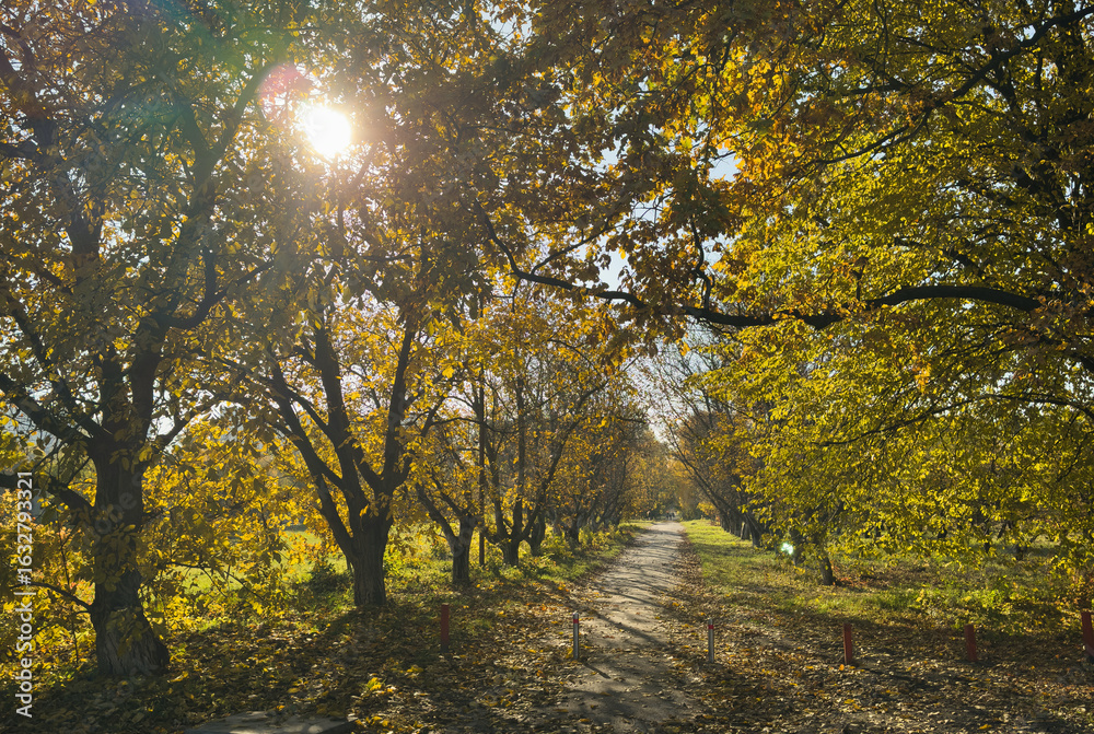 Obraz premium Serene park path lined with benches amidst golden autumn foliage and tranquil sunlight