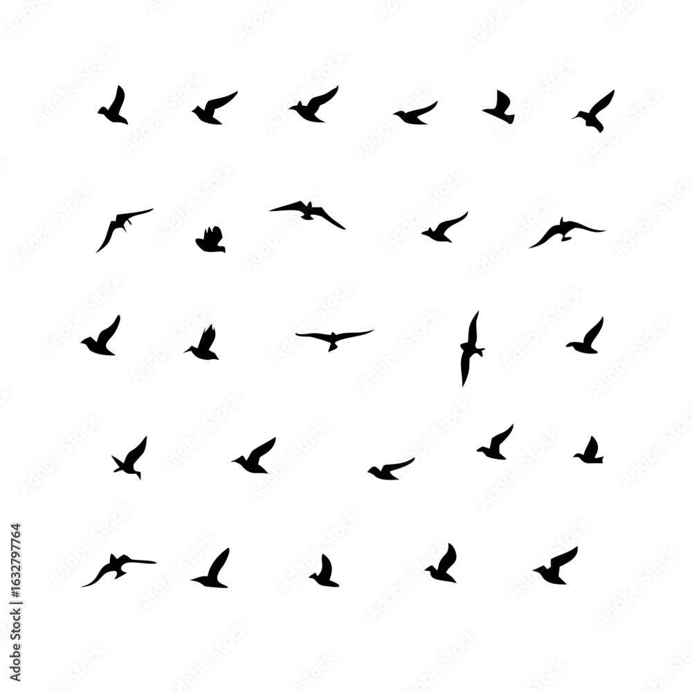 25 Birds: Nature's Colorful Avian Wonders 25 Birds: Nature's Colorful Avian Wonders